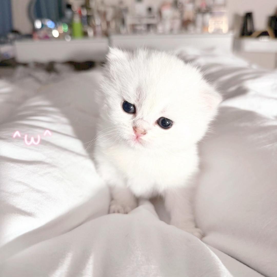 喵੭