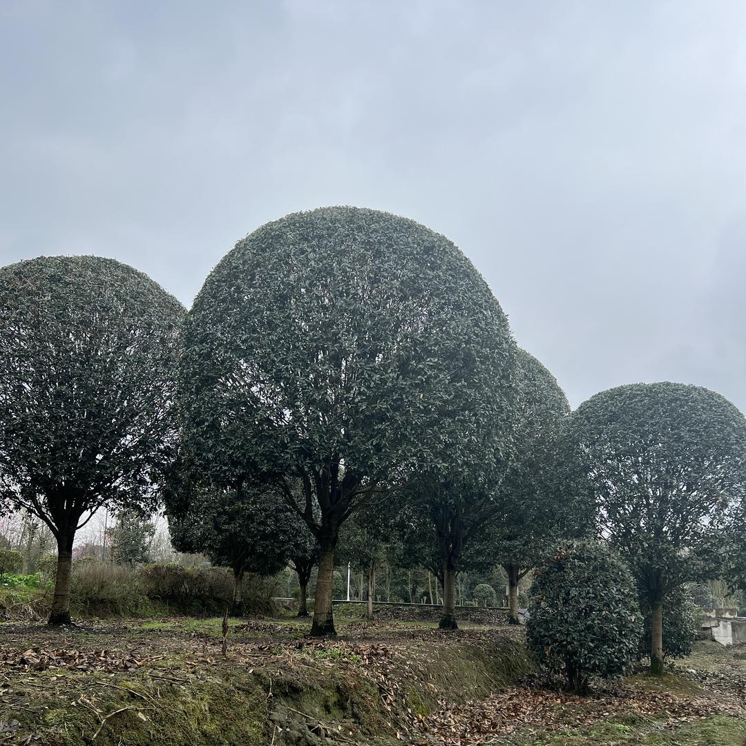 锦绣花世界