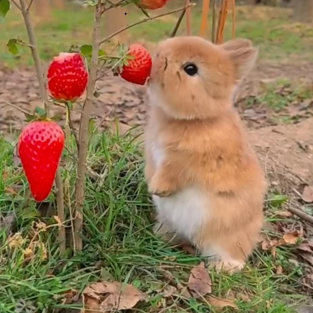 小芳