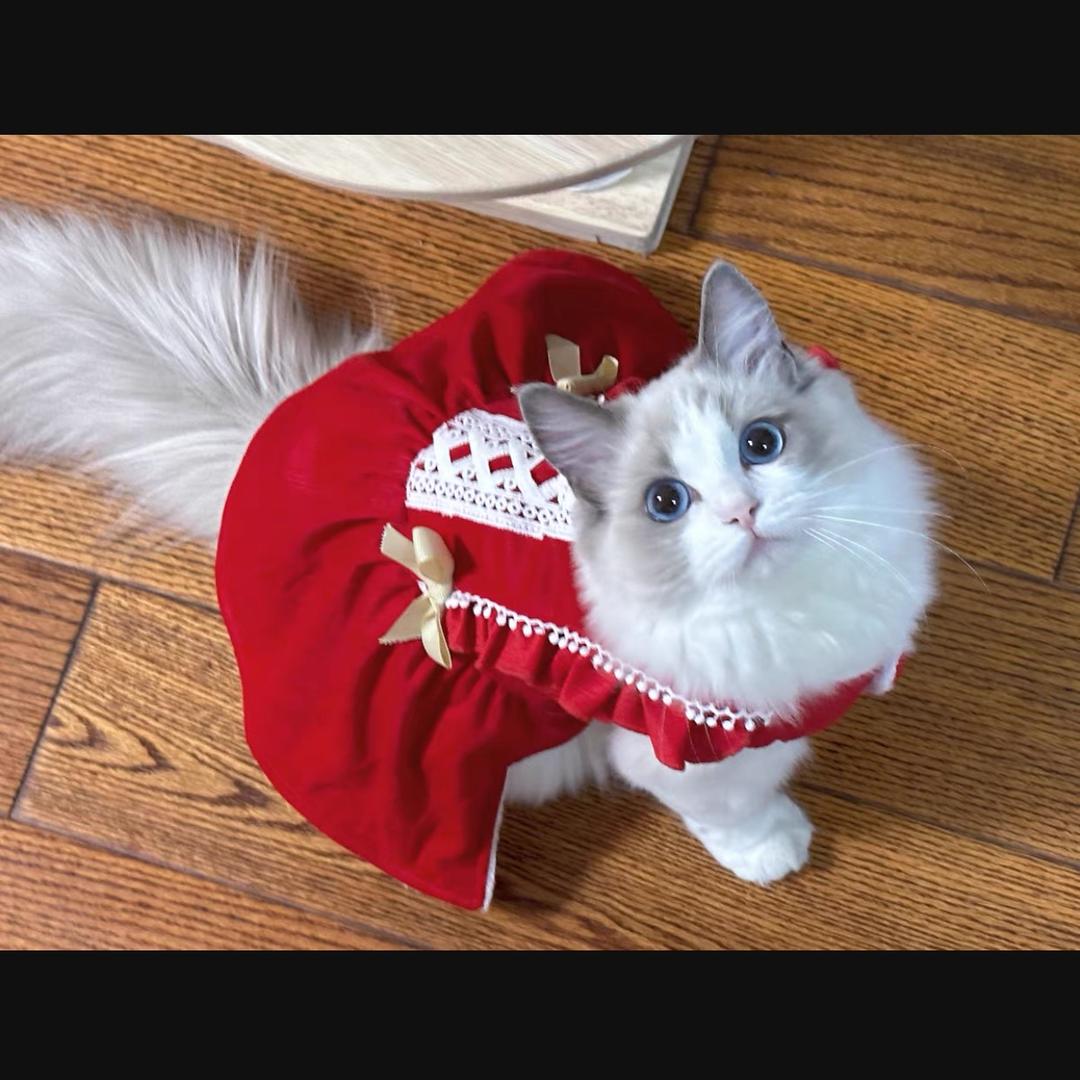 泡泡