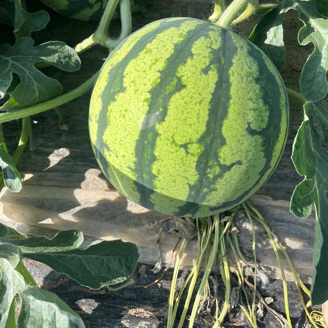 “糖小虎”美都西瓜种植，城市配送，全国代