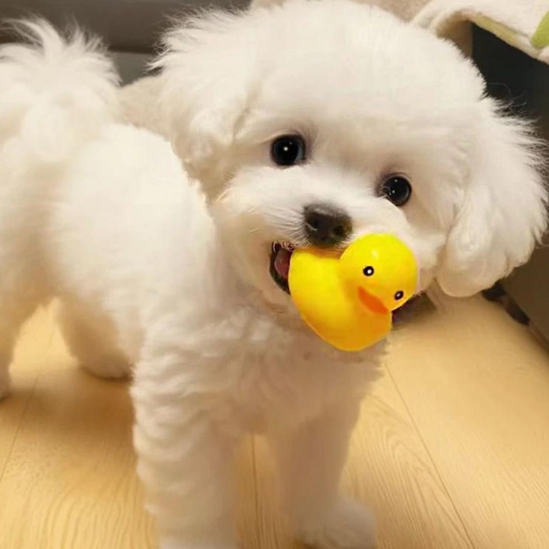 被网暴的郑琴本人