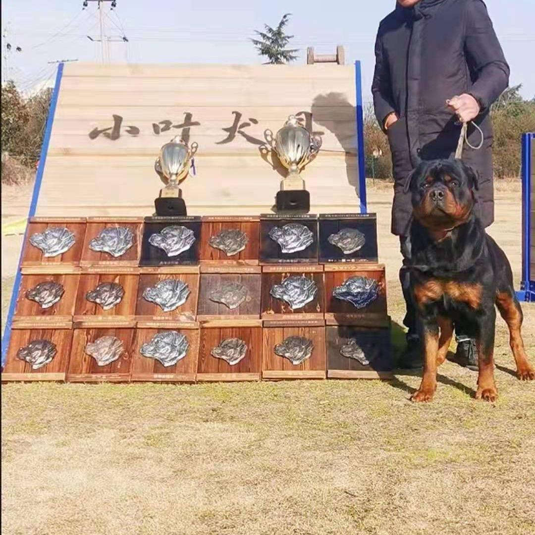 河南商丘罗威纳—木兰犬舍