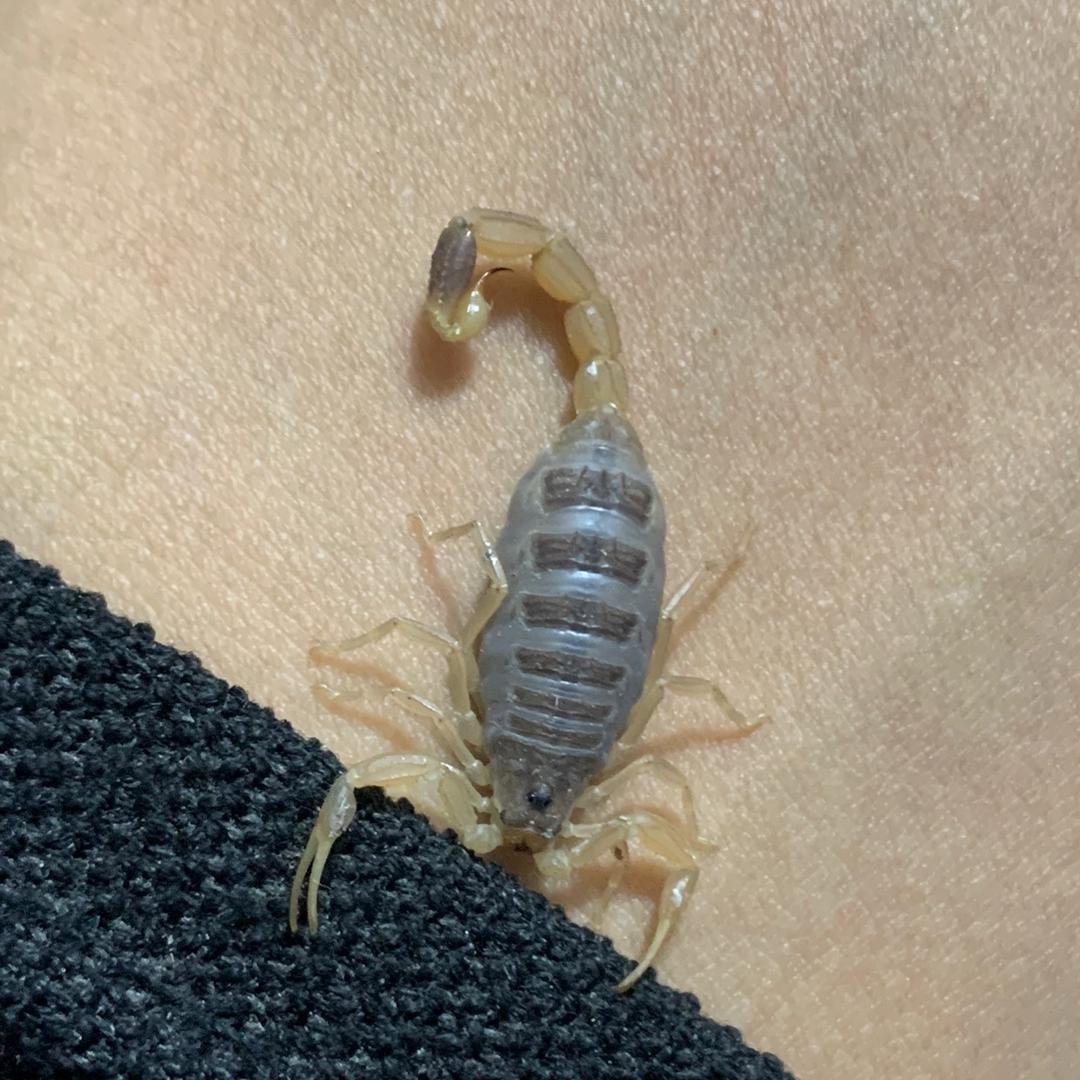 永济鑫源蝎子养殖