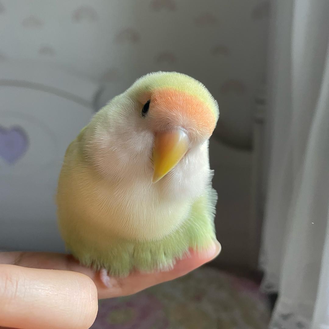 汤圆不圆