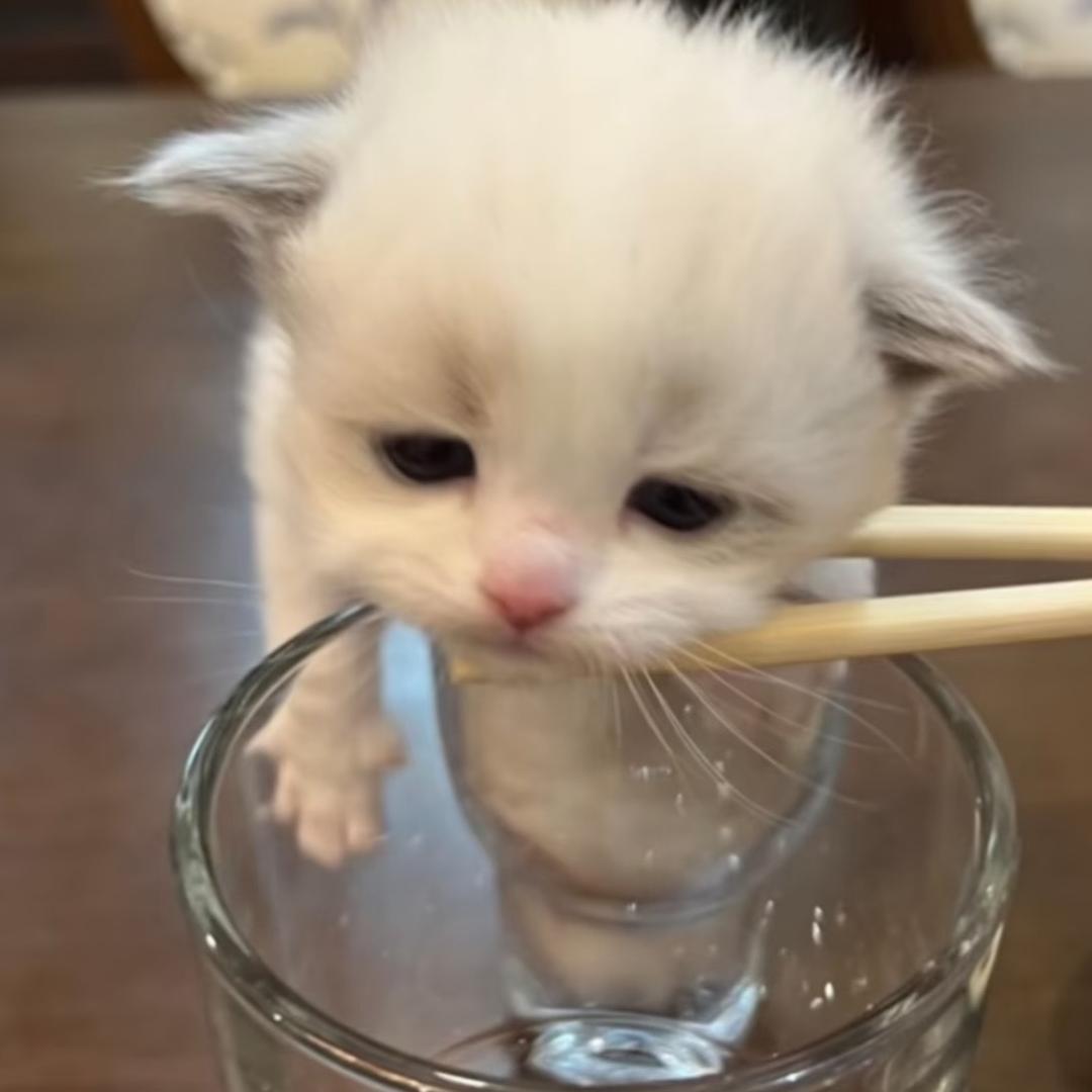 全世界都在耍我