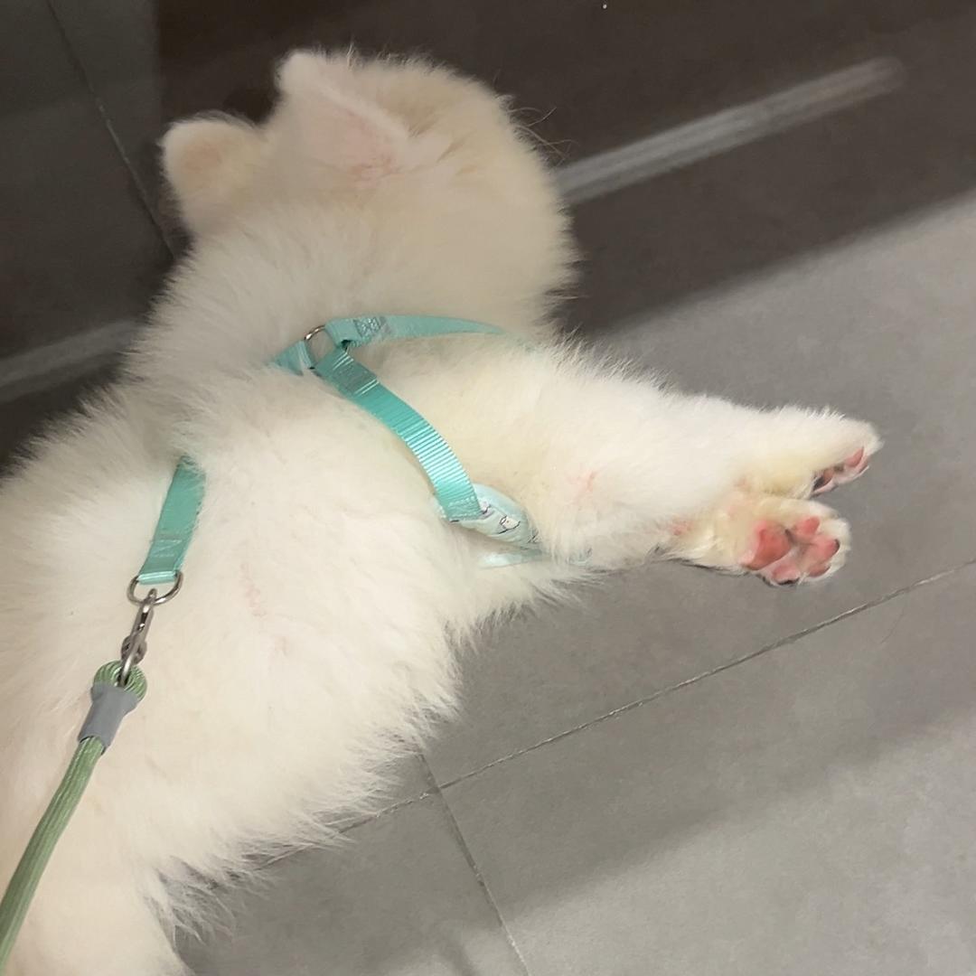 狠毒的鱼饼🍥
