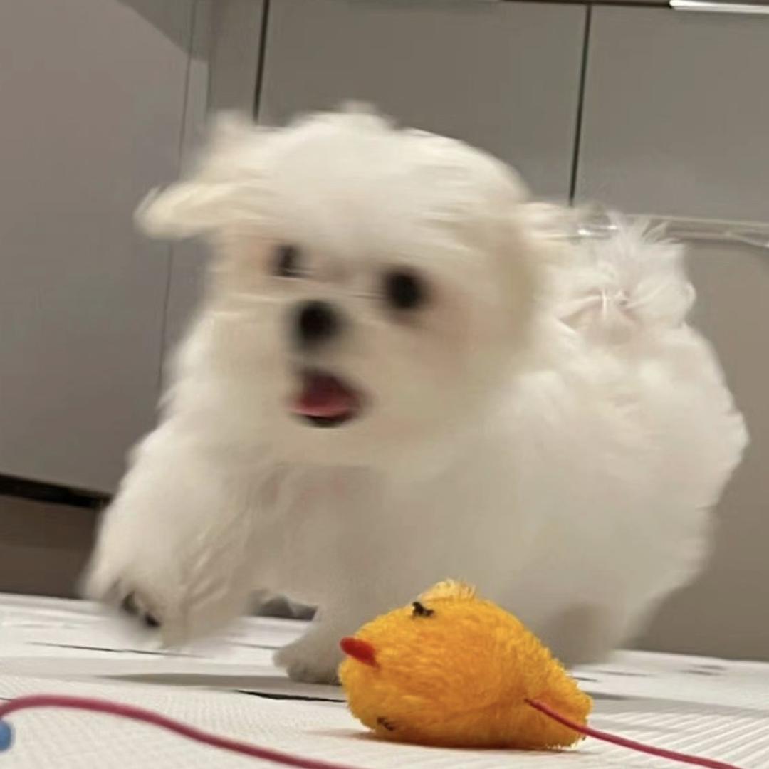 郑州金水小乌兹