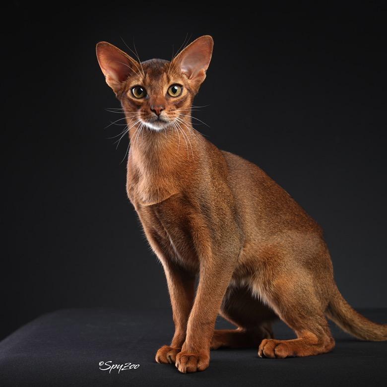 Hello!Amber阿比西尼亚猫舍