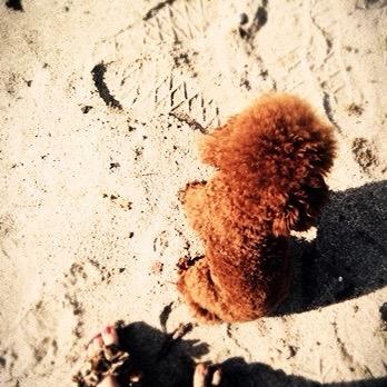 拉菲儿手工宠物零食