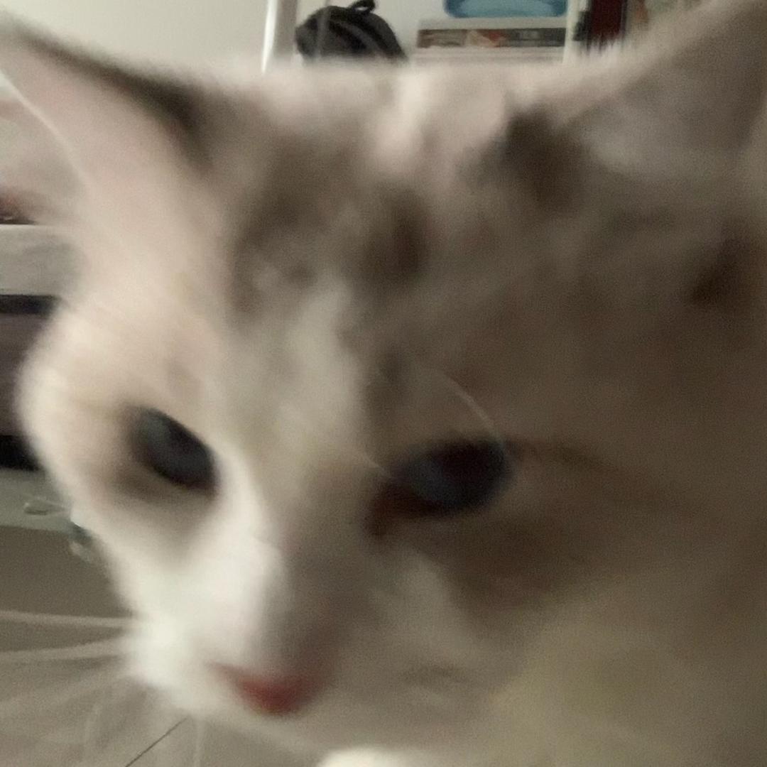 roo