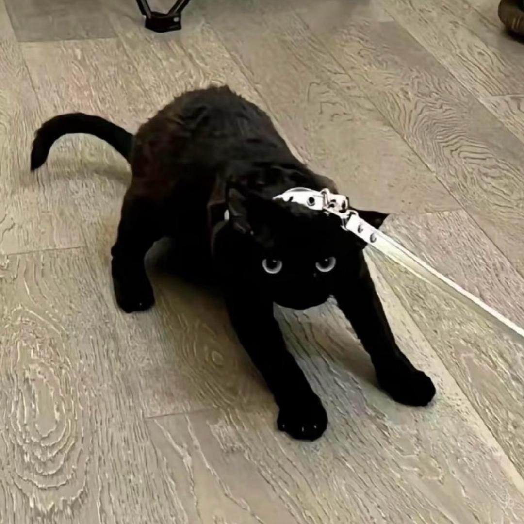 猫猫头