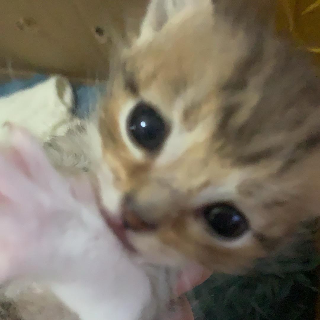 茉莉梅籽