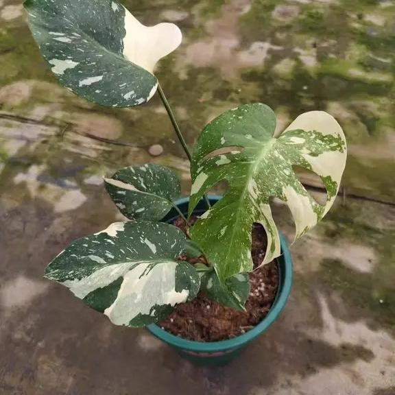 花农热植