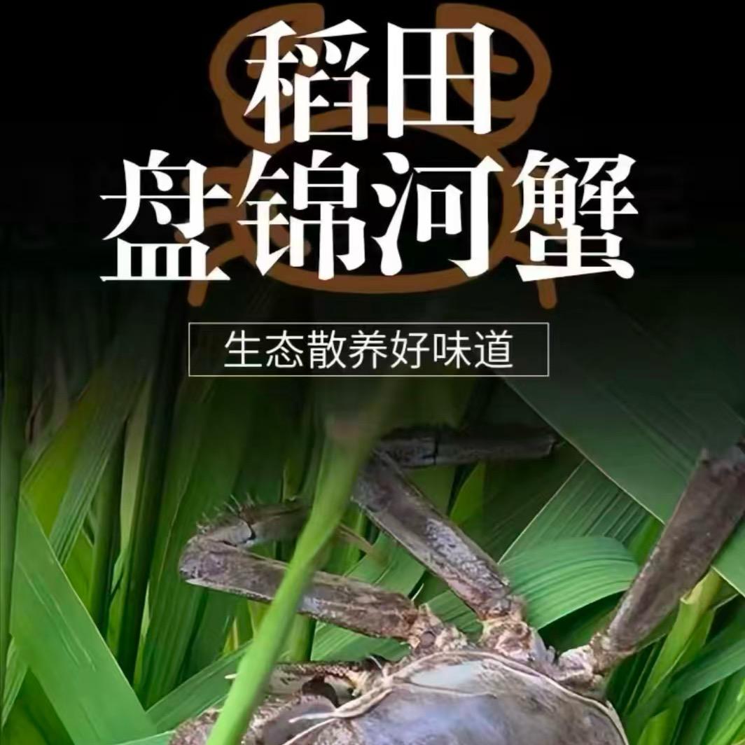 辽L 盘锦稻田蟹🦀