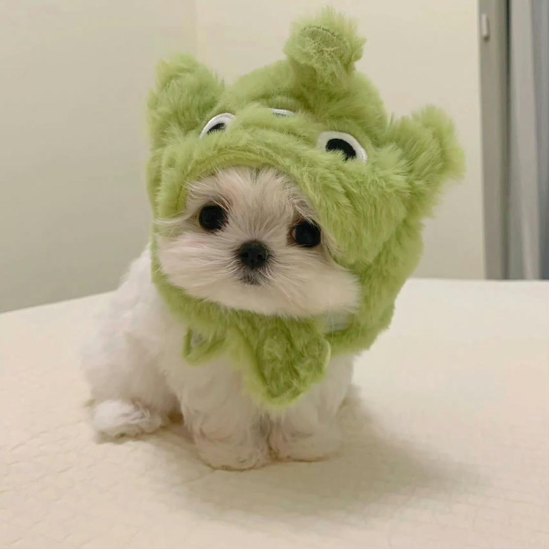 Cheng成