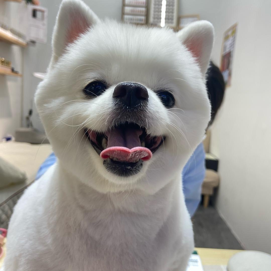 我有一头小毛驴