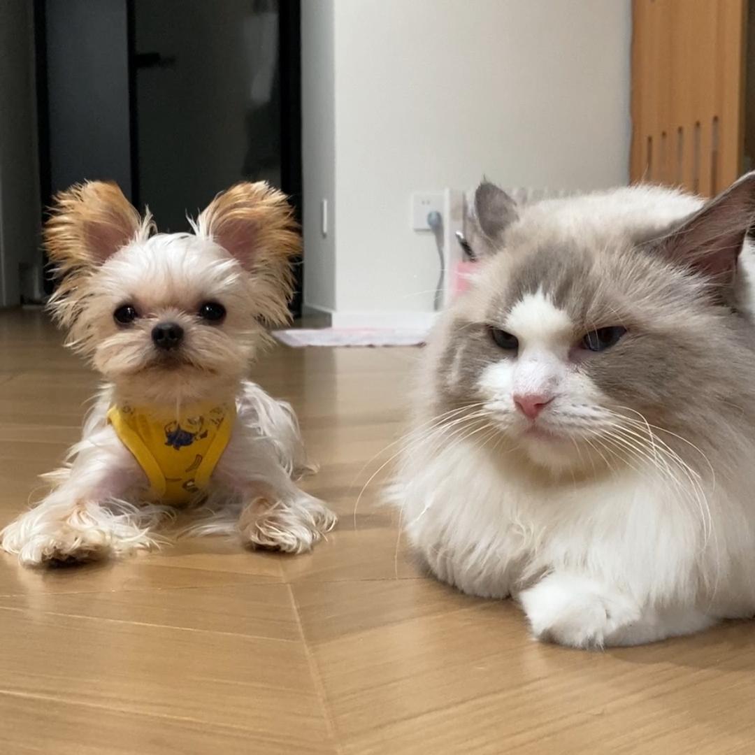 Basick家的猫狗日记