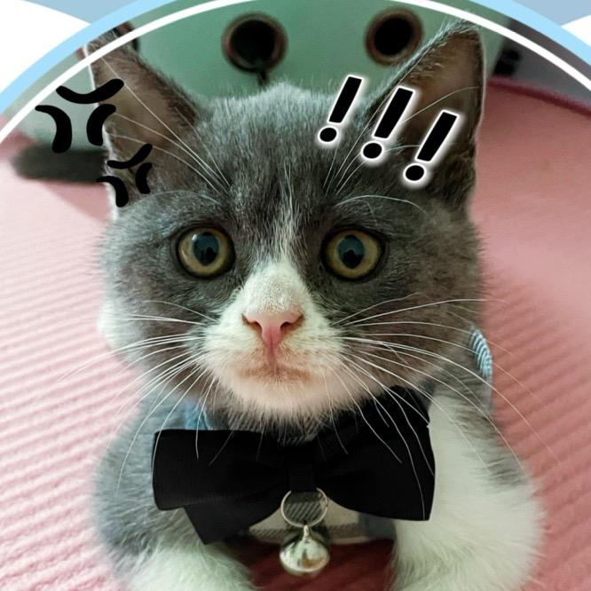 海王不是只渣猫