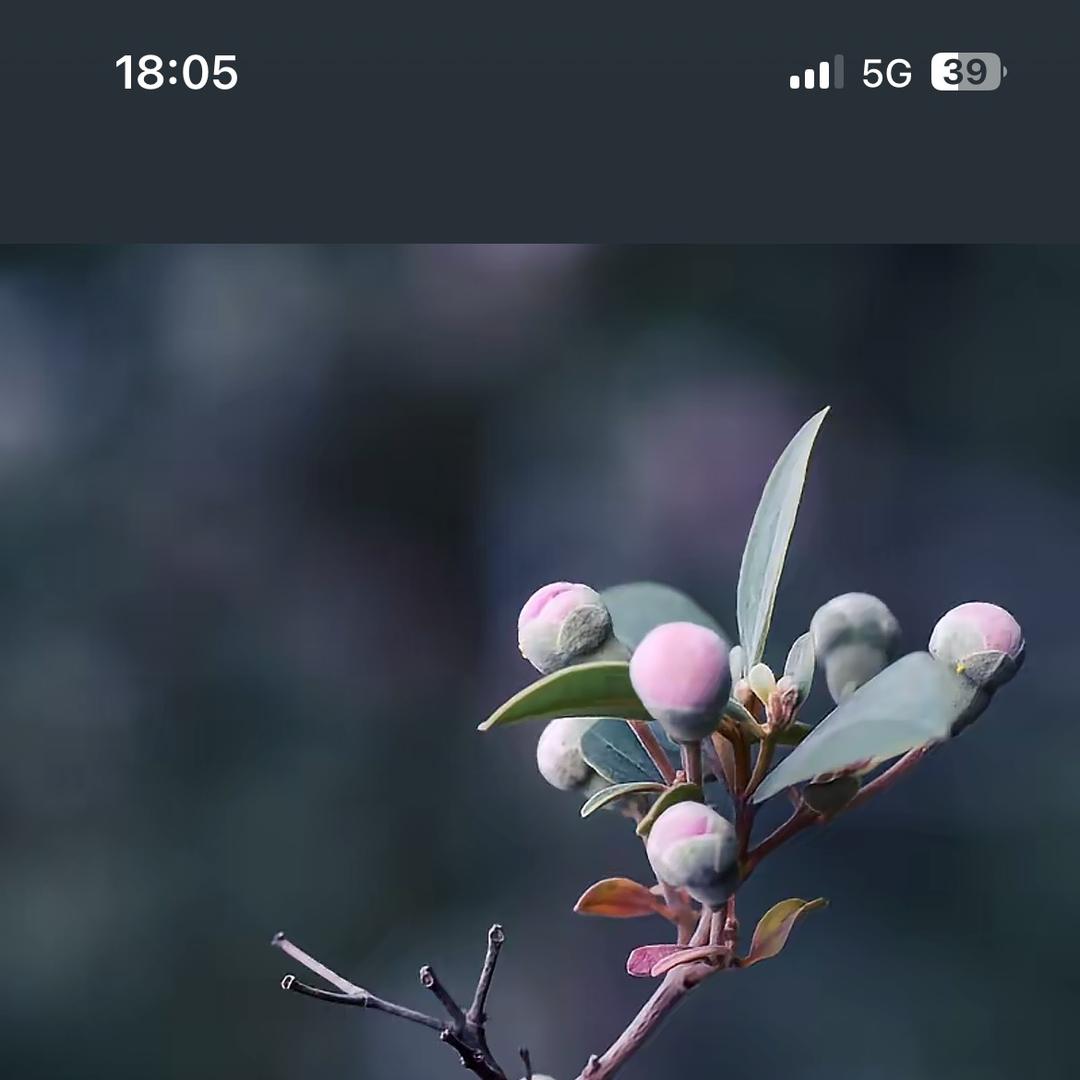 麻姑