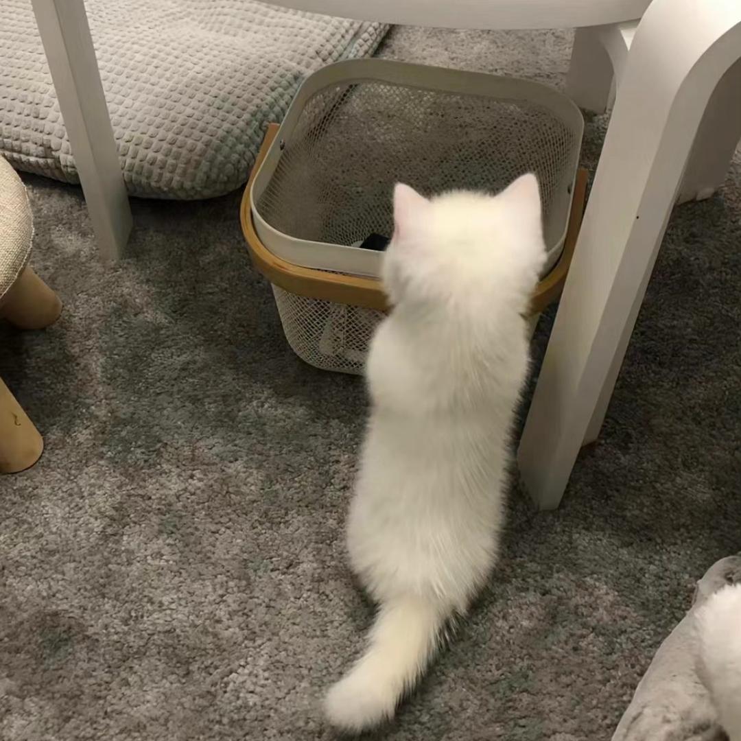 ·甜甜