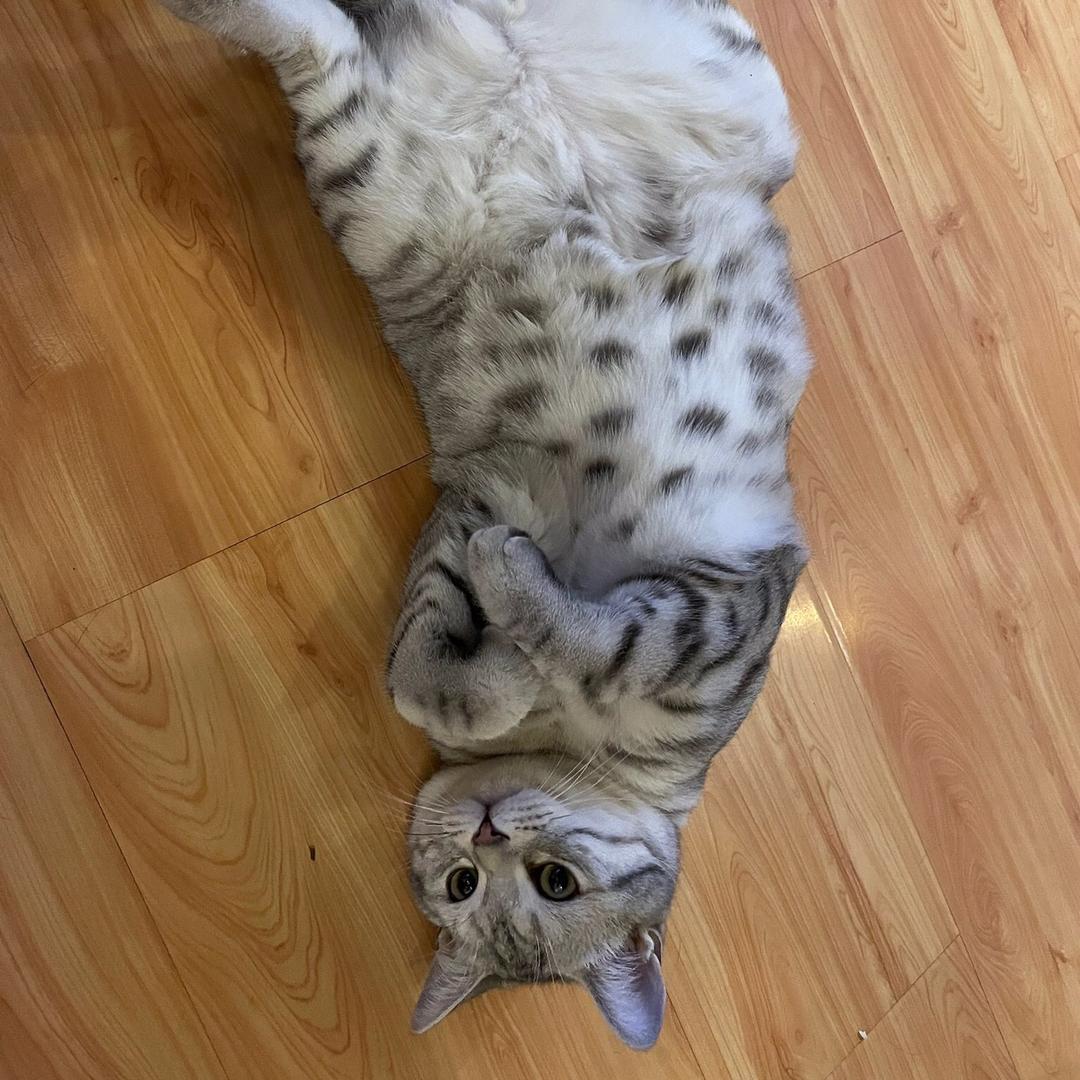 🐱喵好哆