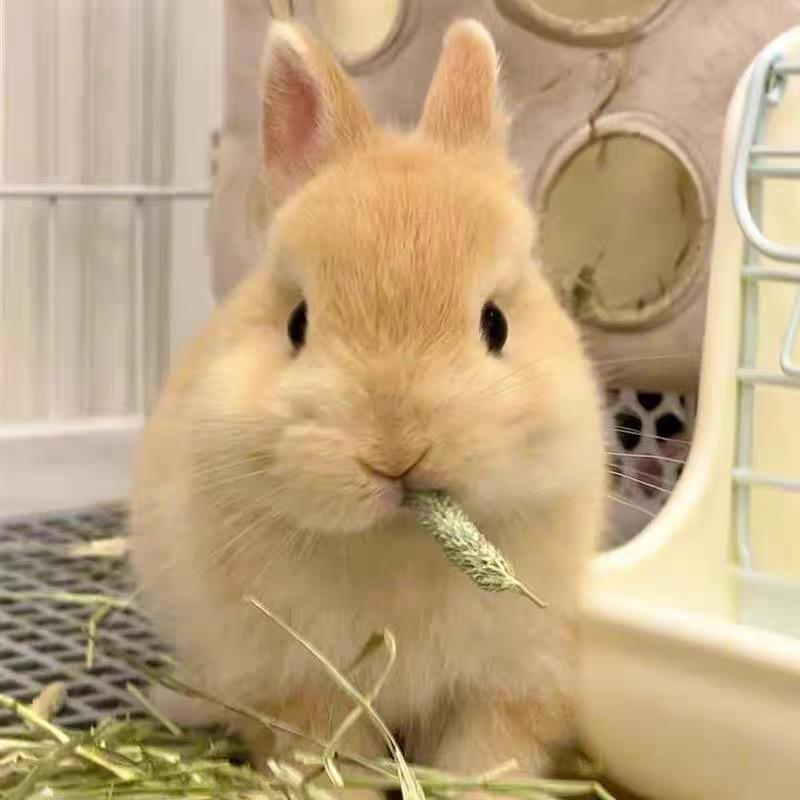 耕田的梦