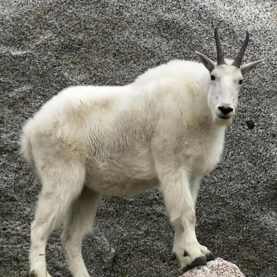 Goat’