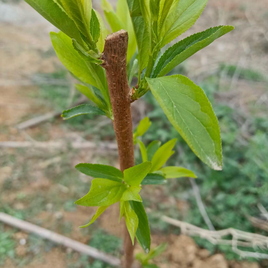 果树种植-健康管理