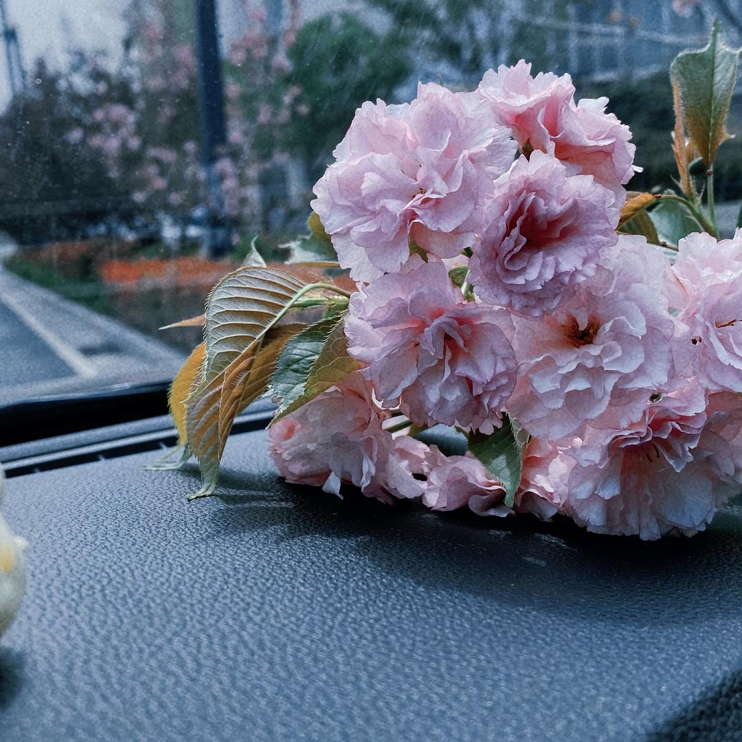 花柴柴