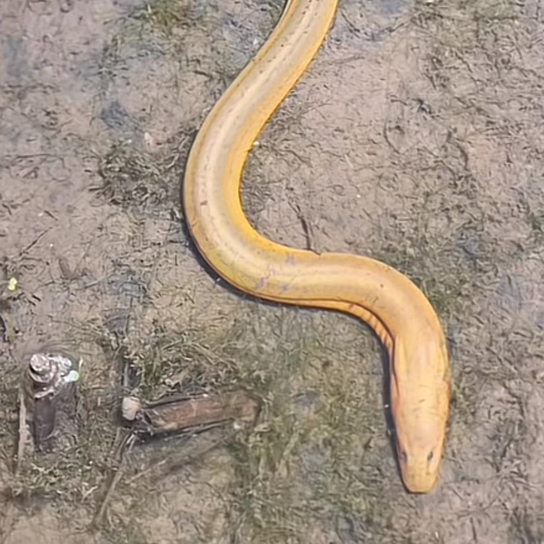 鳝鱼达人(小胖）