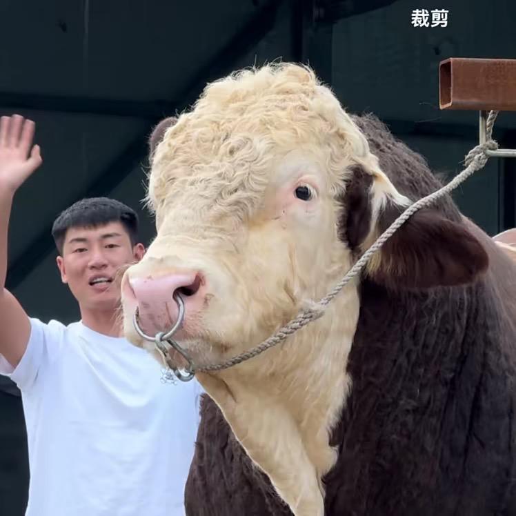 宇舰畜牧传奇
