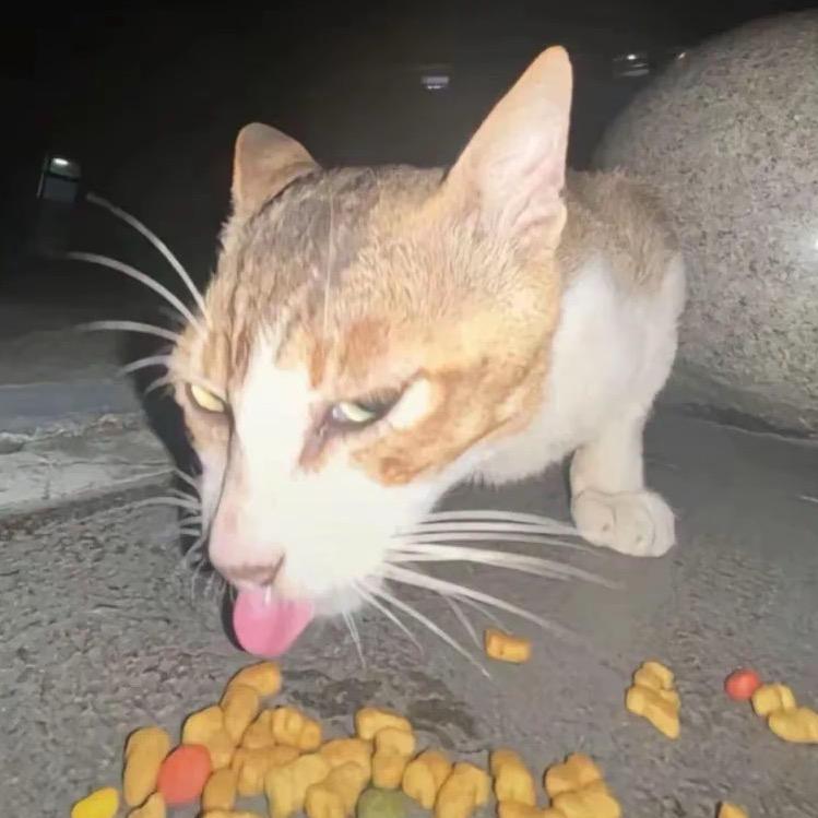 一颗卑微的蟑螂屎