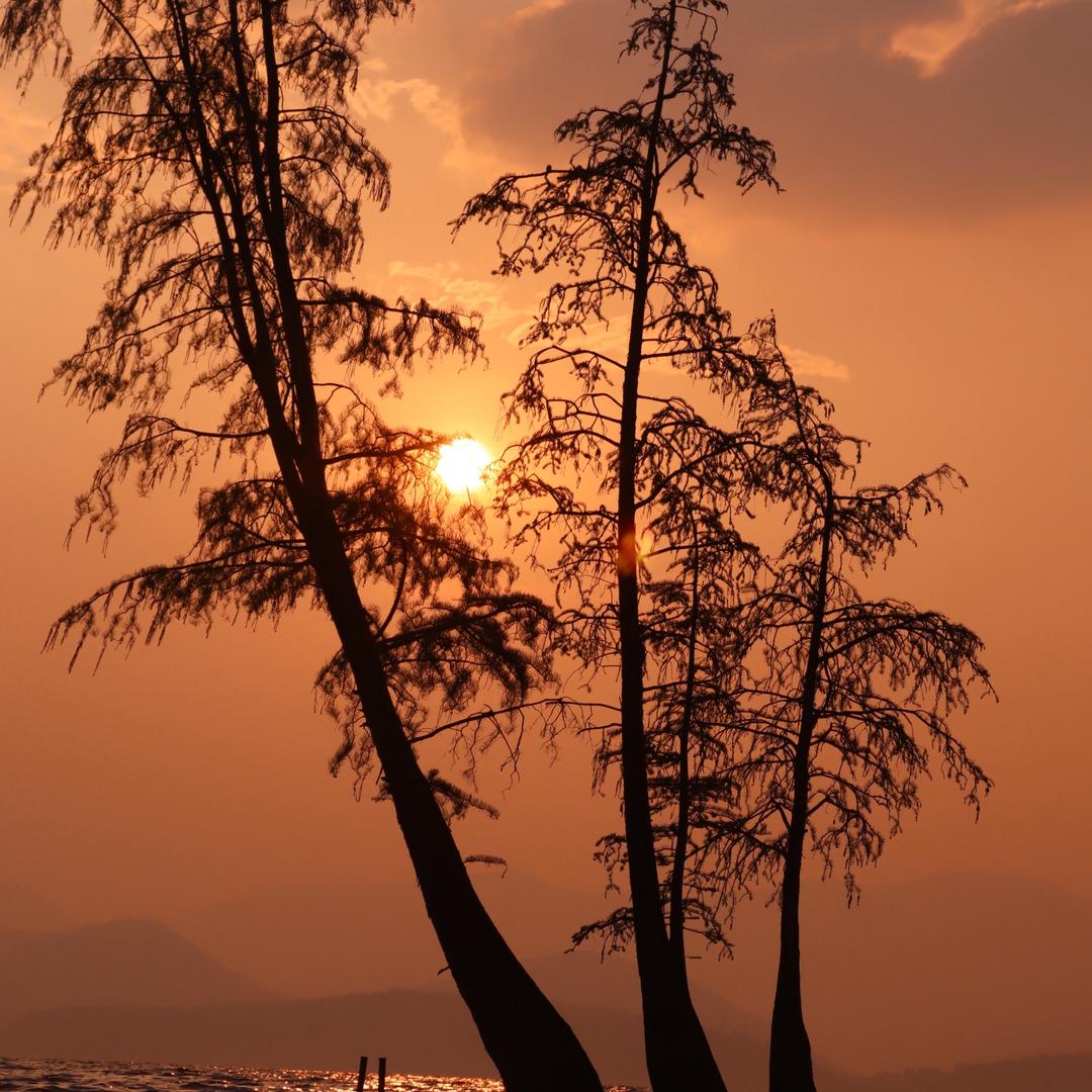 重庆梅花（已瘦30斤版本）