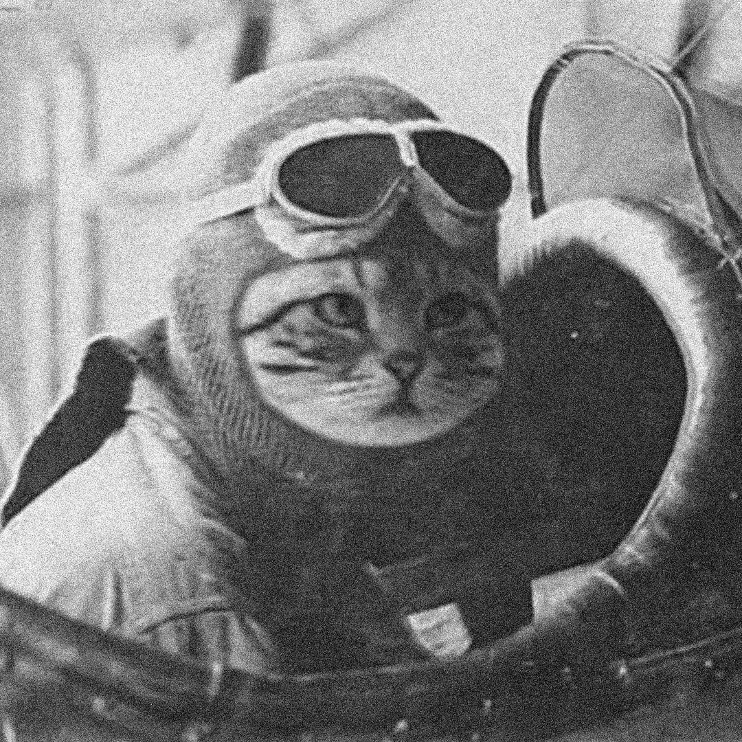 会飞的猫_r