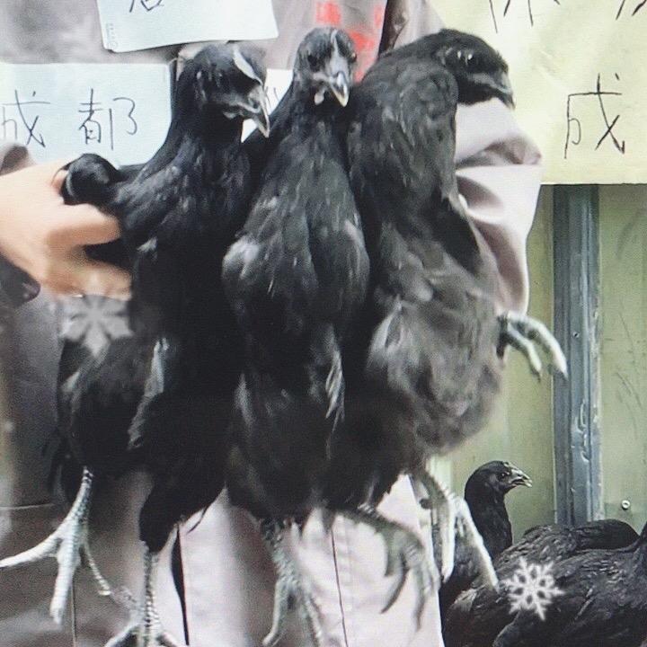 川重农科大养殖场