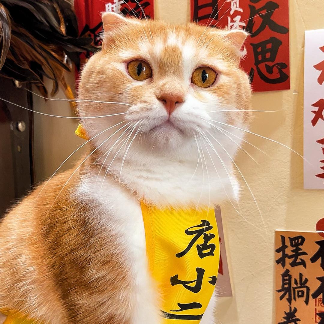 是但求其（奶茶🐈冻柠）