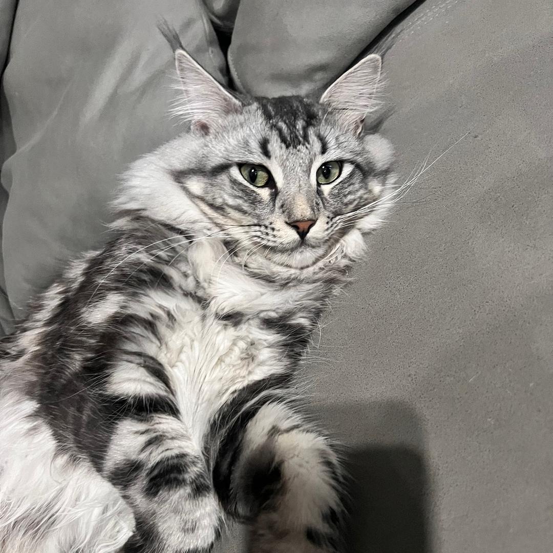 不辣不辣辣🐈