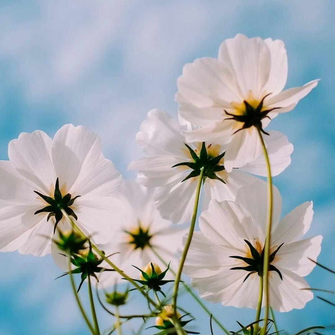 向日葵🌻、