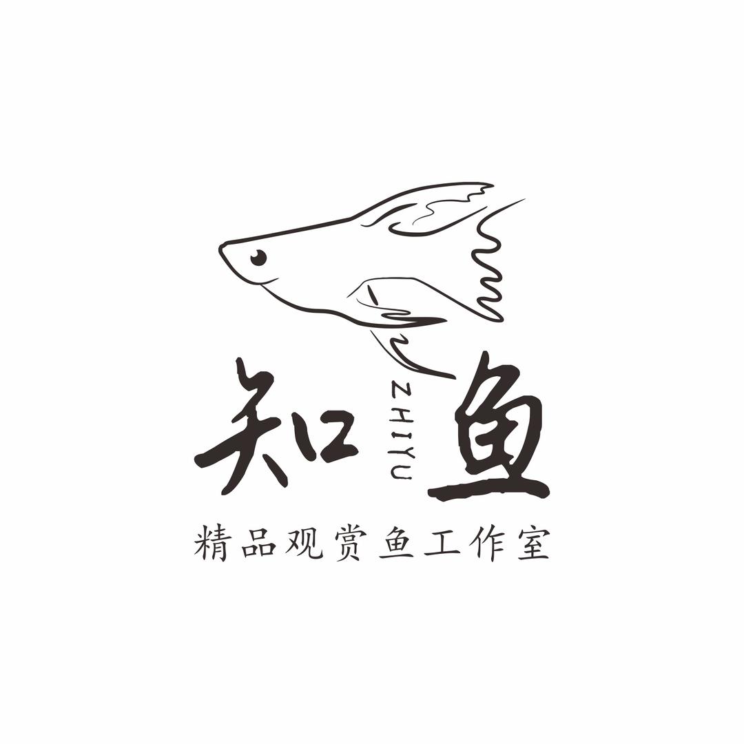 小荷花孔雀鱼