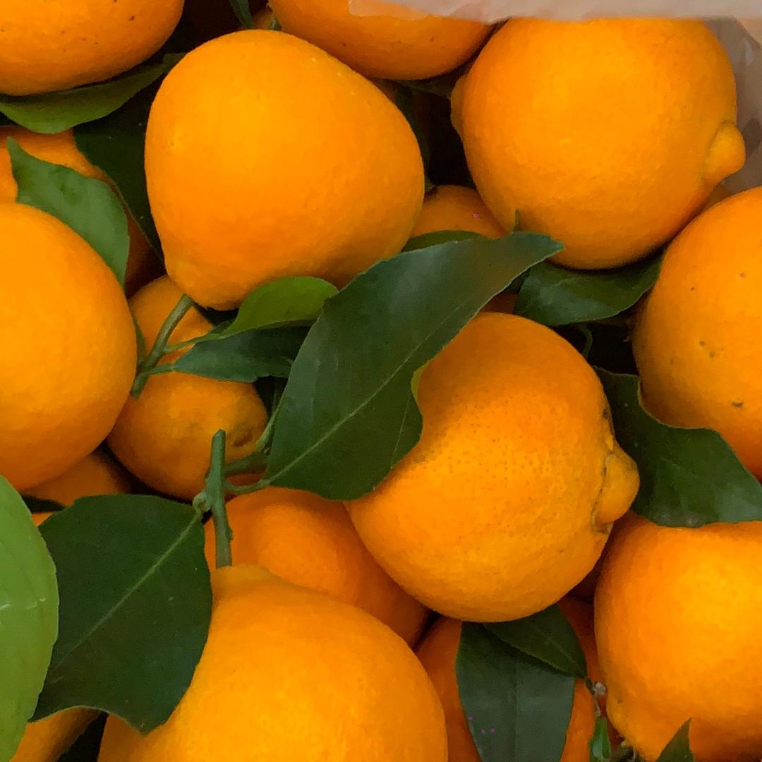 宁海一市兴钱枇杷