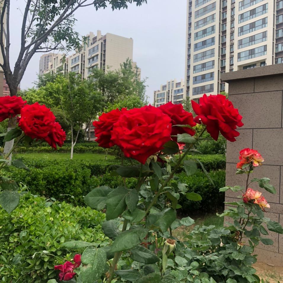 红梅花开