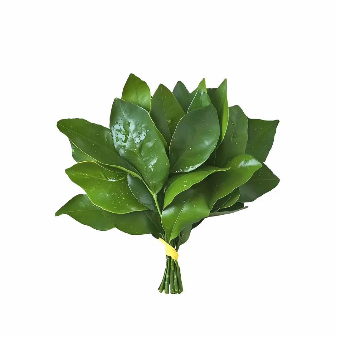 海南刘亦菲
