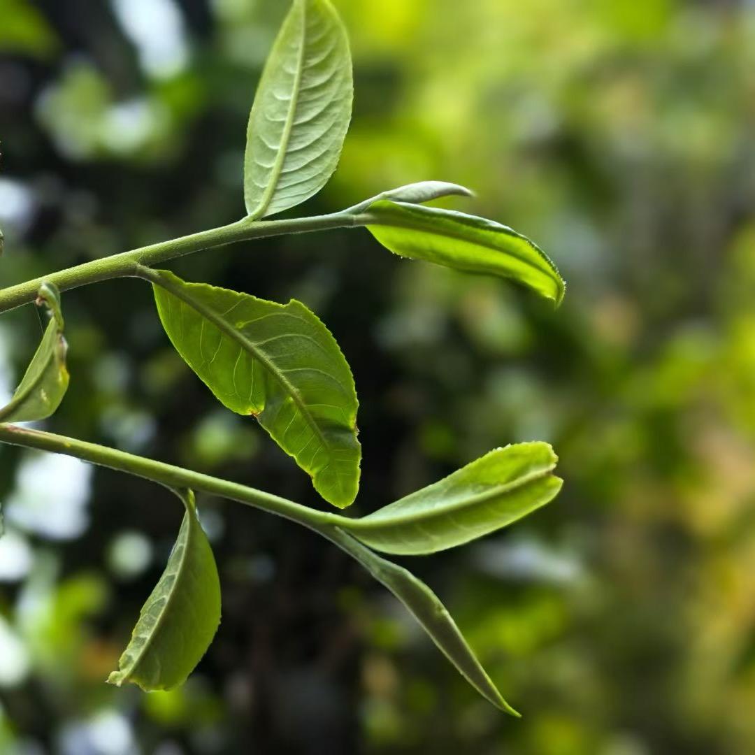 章朗布朗玉姑娘的茶