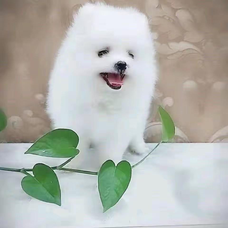 二狗子