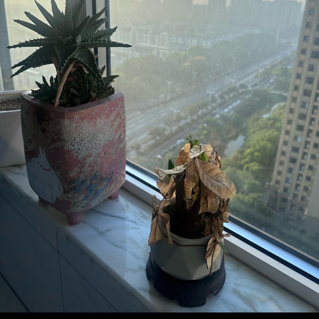 娜娜