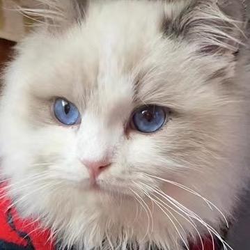 有只猫条