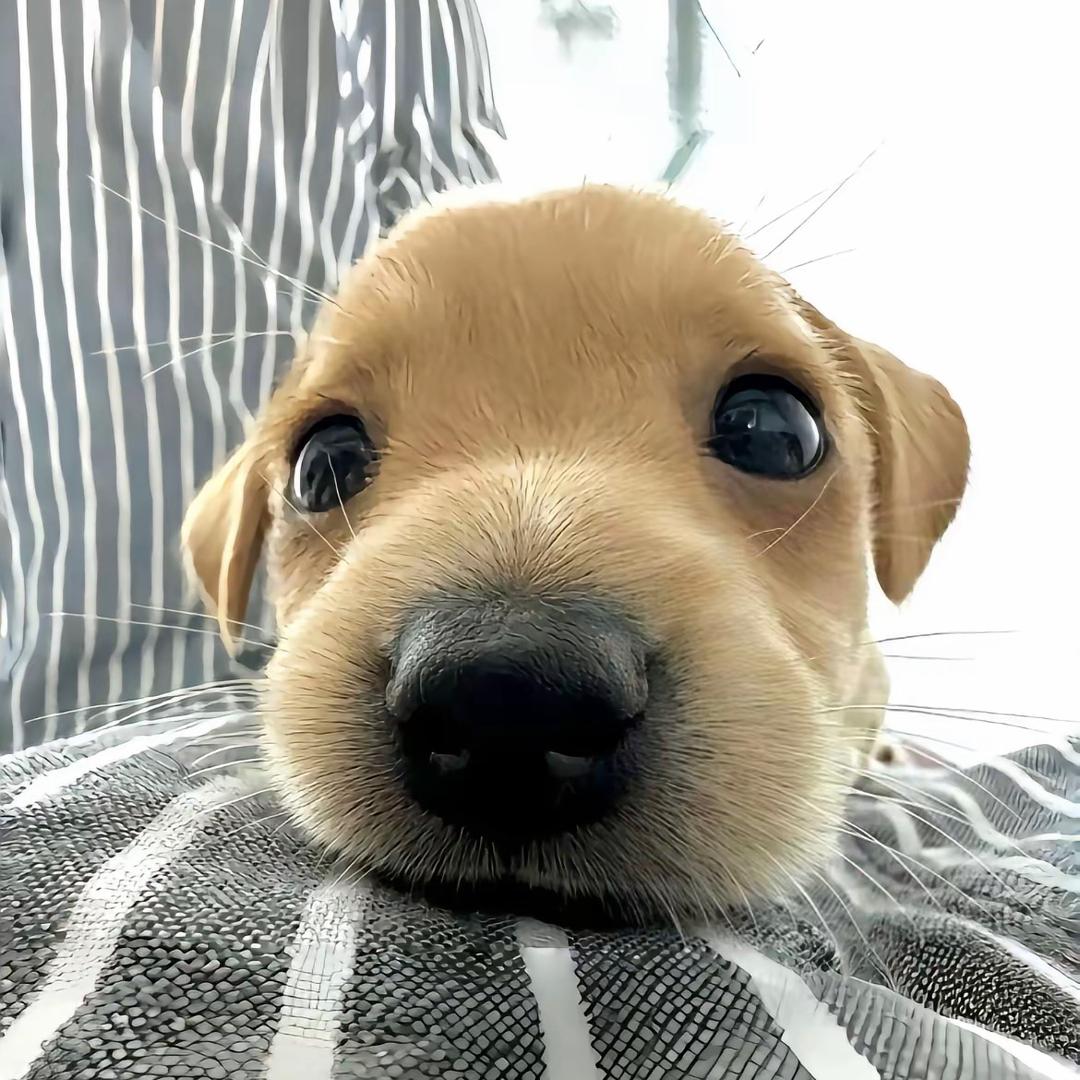 小照 ^>៸៸៸៸<^