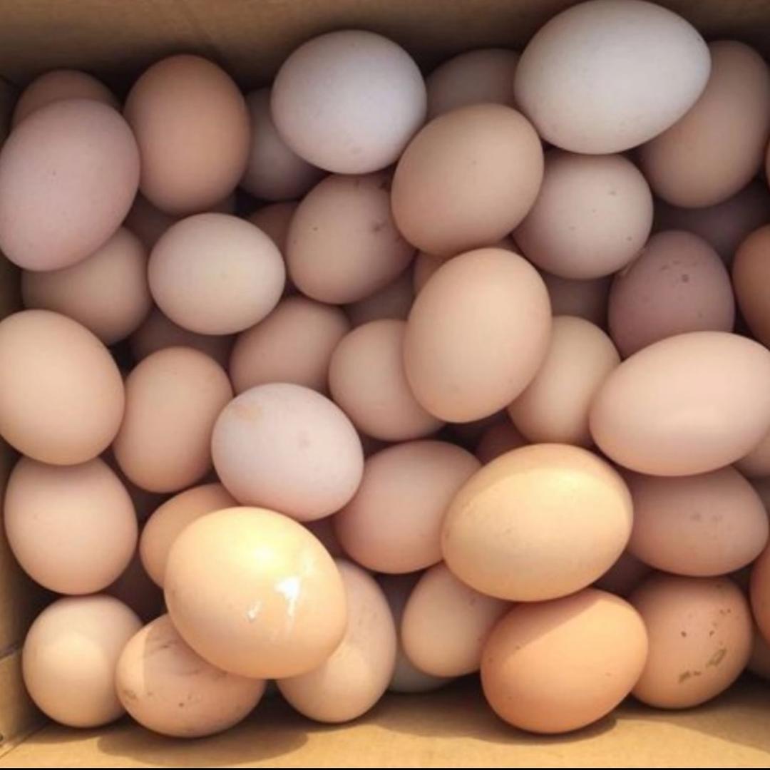 aaa土鸡蛋批发