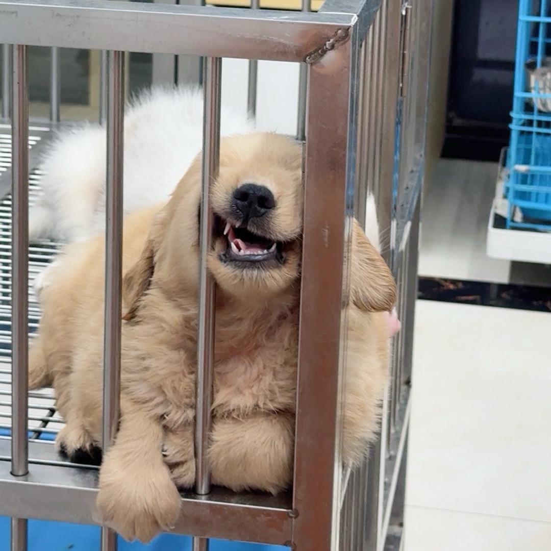 宠之宫•宠物基地